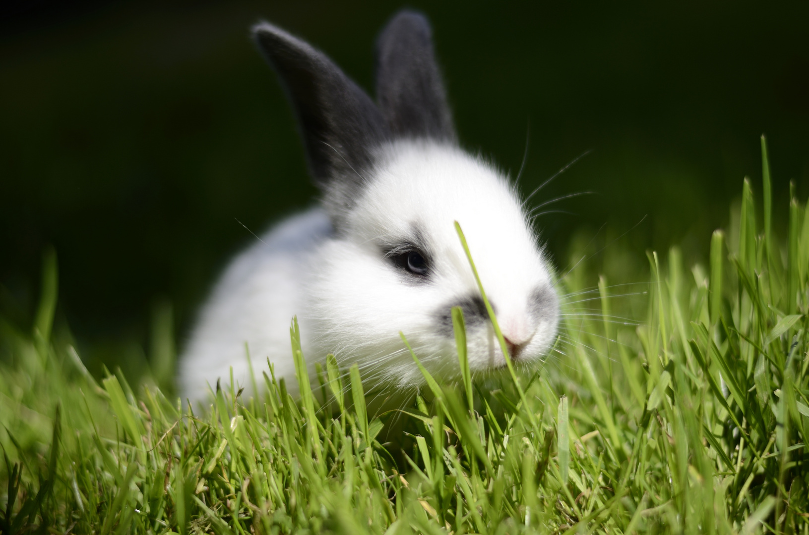 Hase auf Wiese