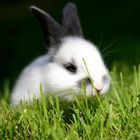 Hase auf Wiese