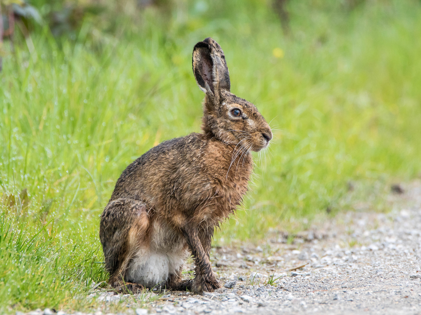 Hase aus dem Hervester Bruch