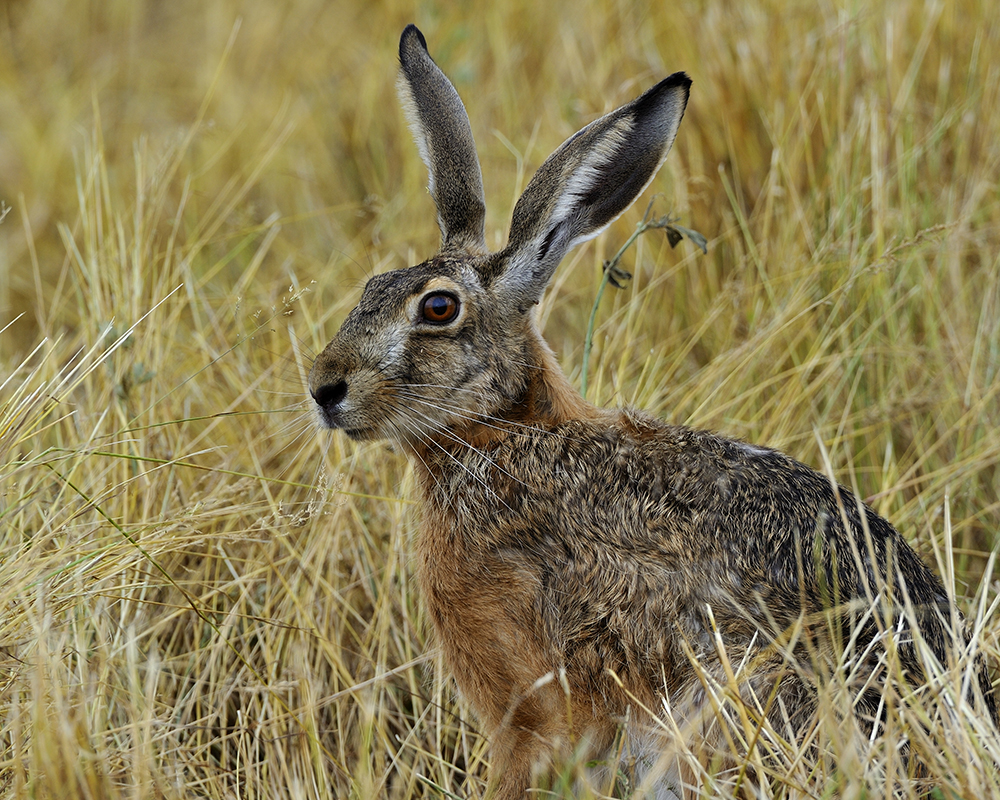 Hase Foto &amp; Bild | tiere, wildlife, säugetiere Bilder auf fotocommunity