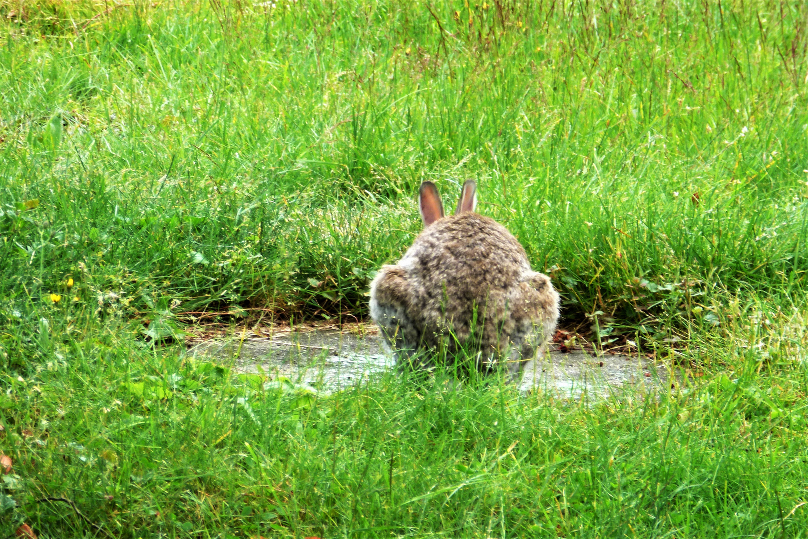 Hase-backside