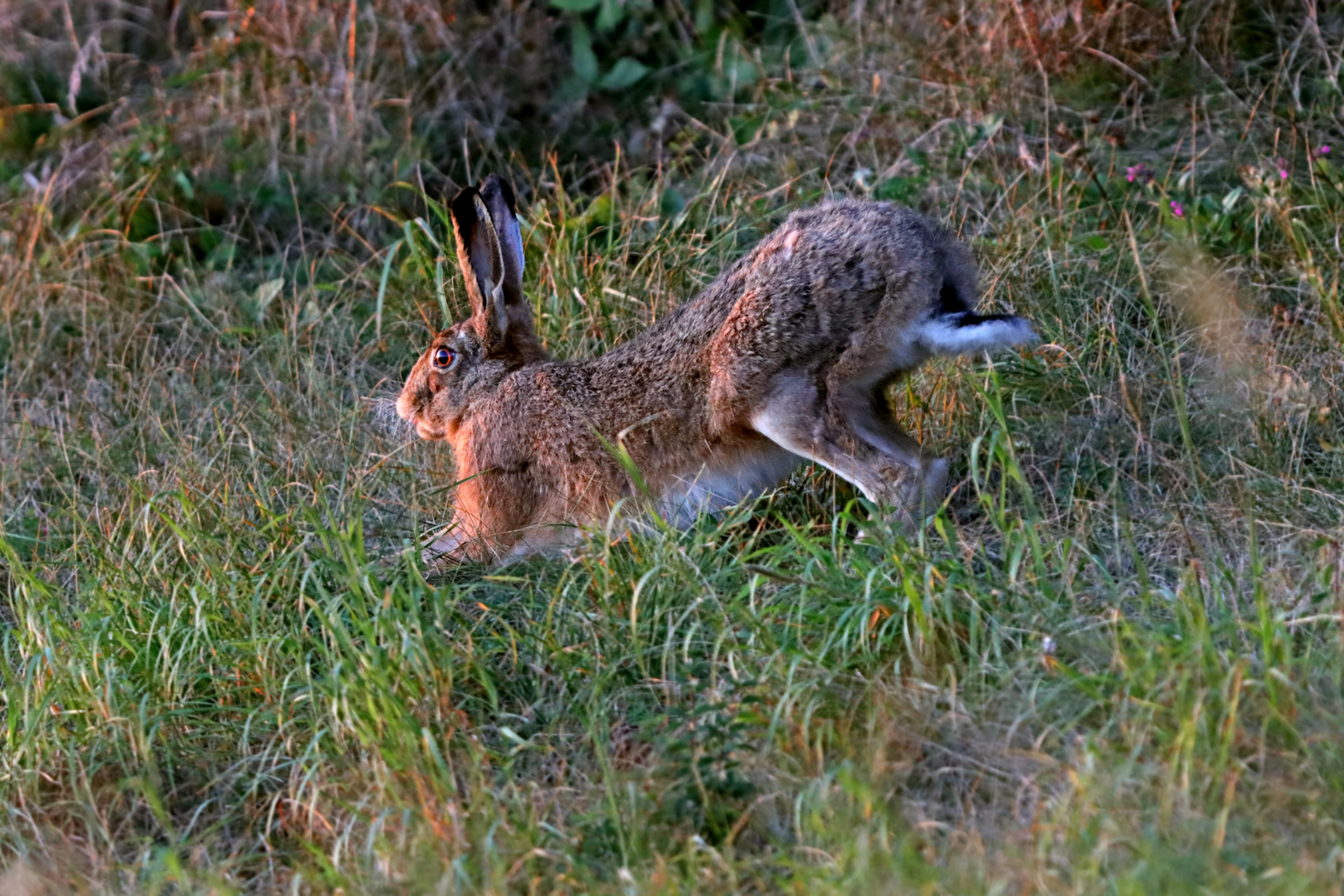 Hase bei der Abendgymnastic