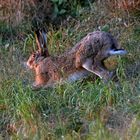 Hase bei der Abendgymnastic