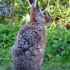 Hase  bei uns zu Besuch