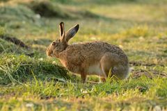 Hase beim Abendessen