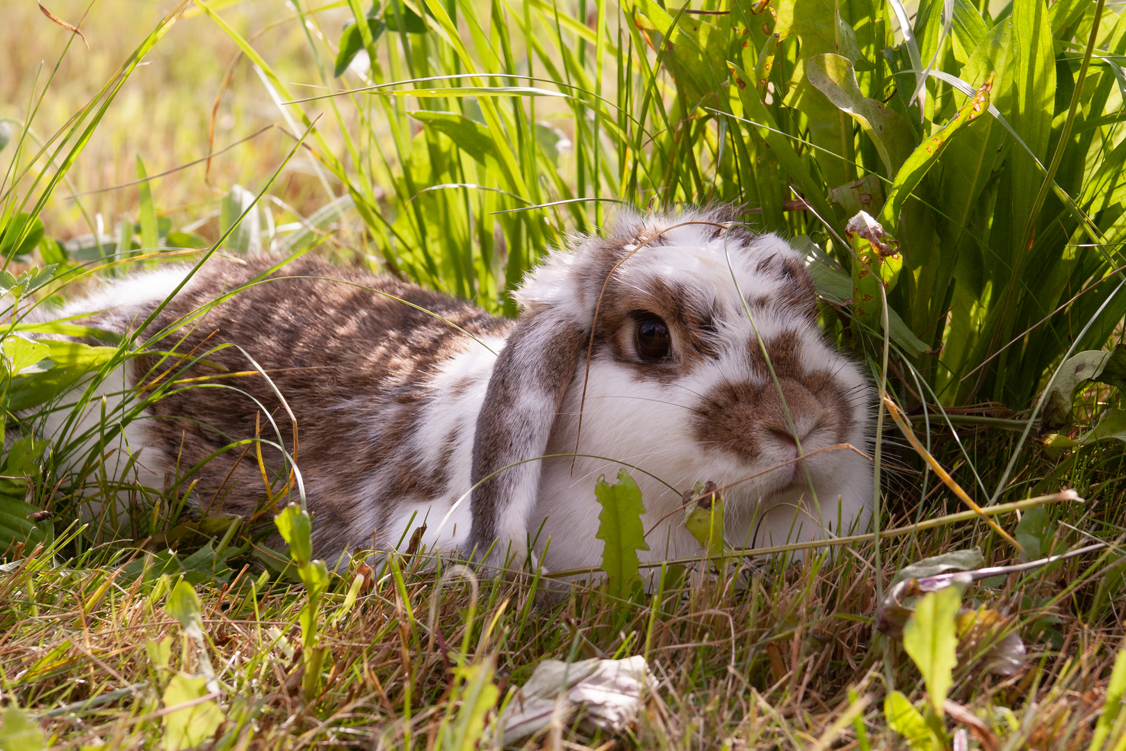 Hase beim chillen