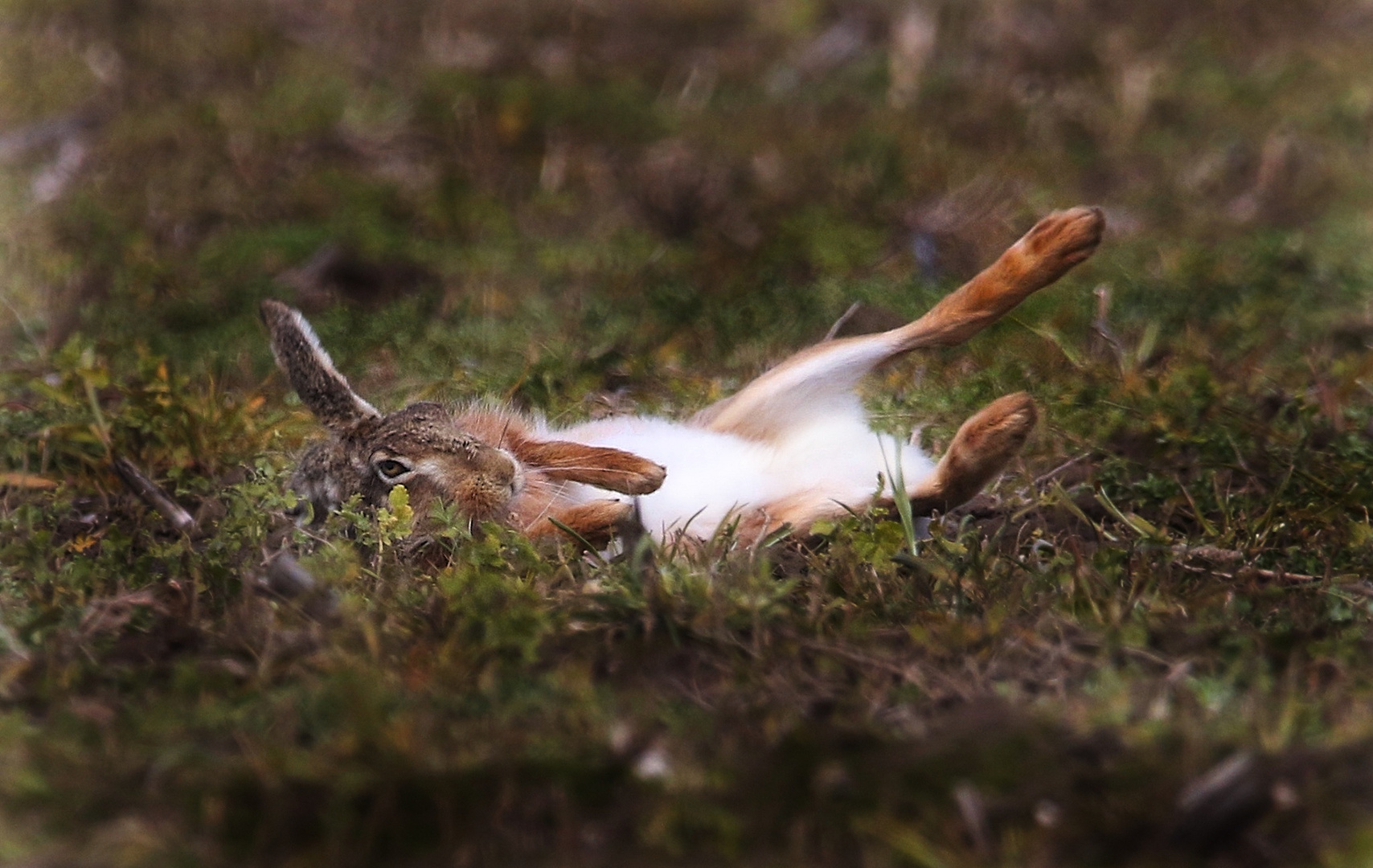 Hase beim chillen