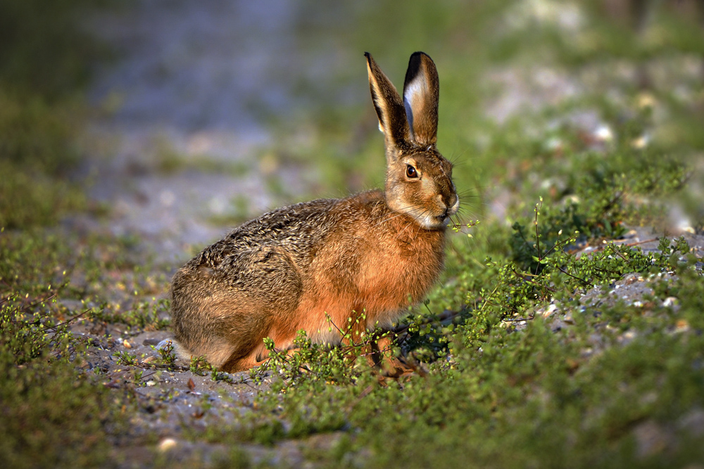 Hase beim Frühstück