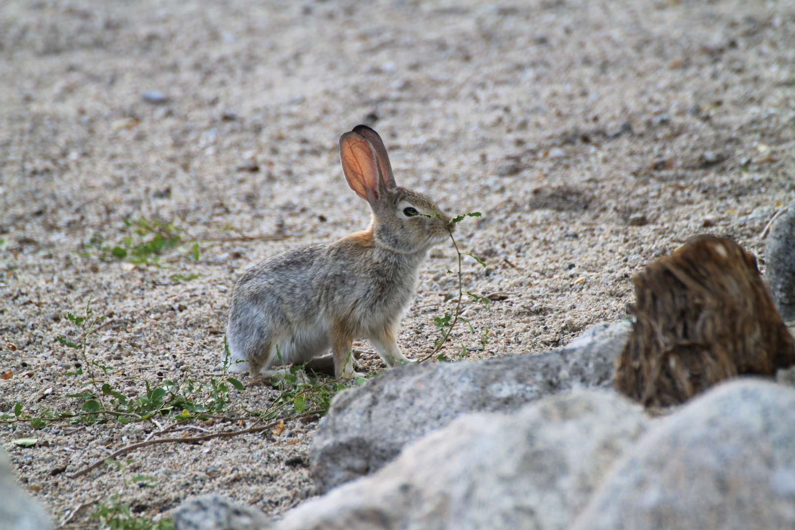 Hase beim knabbern