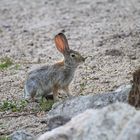 Hase beim knabbern