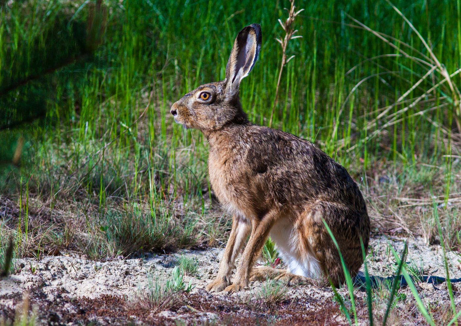 Hase beim Sonnenbad