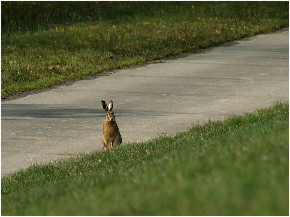 Hase beobachtet Haase