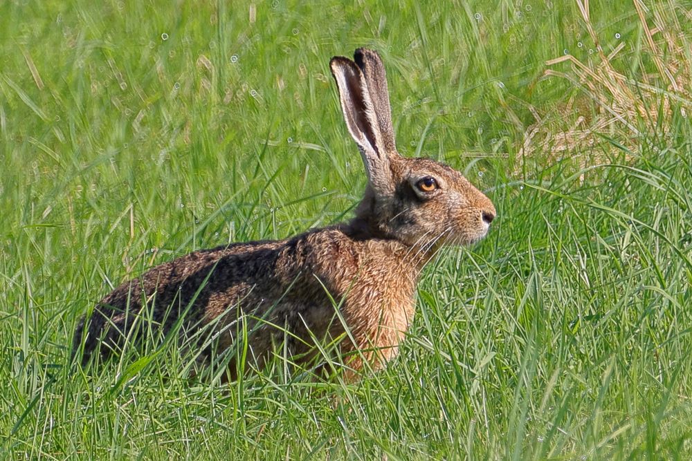 Hase Foto & Bild | tiere, wildlife, säugetiere Bilder auf fotocommunity