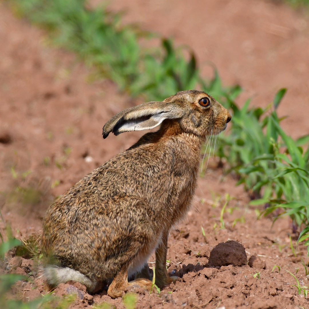 Hase Foto & Bild natur, tiere, wildlife Bilder auf