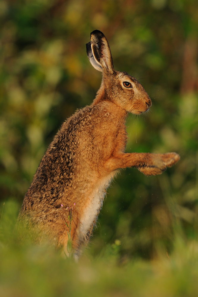 Hase Foto & Bild | tiere, wildlife, säugetiere Bilder auf fotocommunity