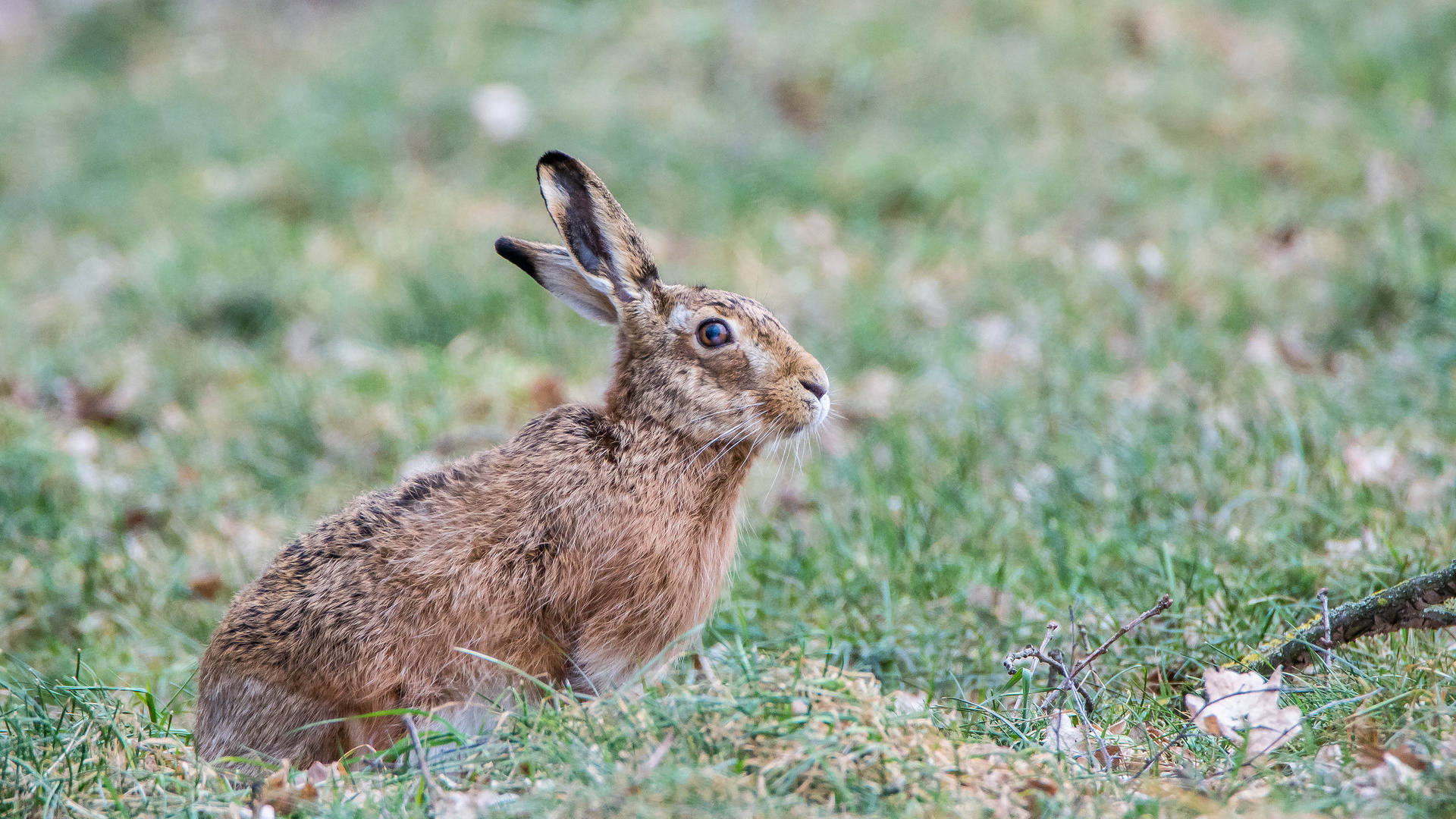 Hase der Dingdener Heide