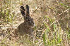 Hase - doch noch erwischt !