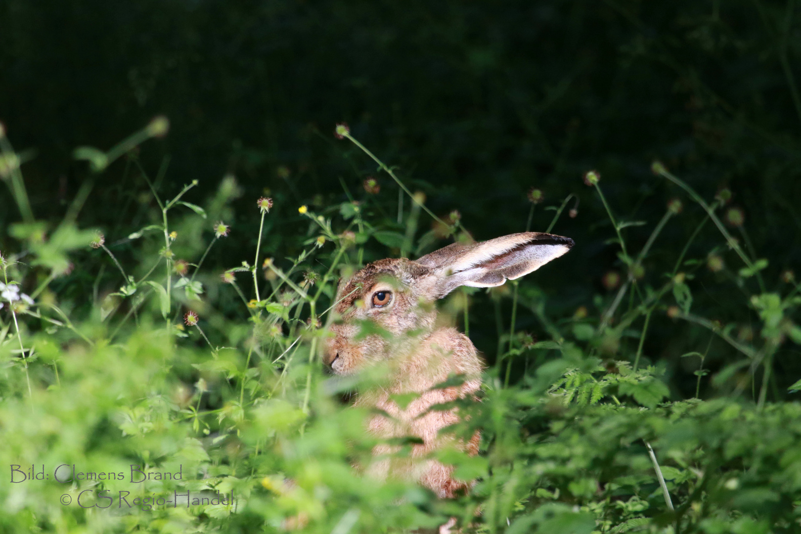 Hase durch die Blume