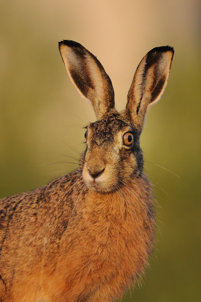 Hase Foto & Bild | tiere, wildlife, säugetiere Bilder auf fotocommunity