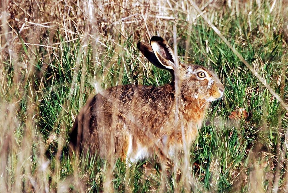 Hase by Detlef Mann 