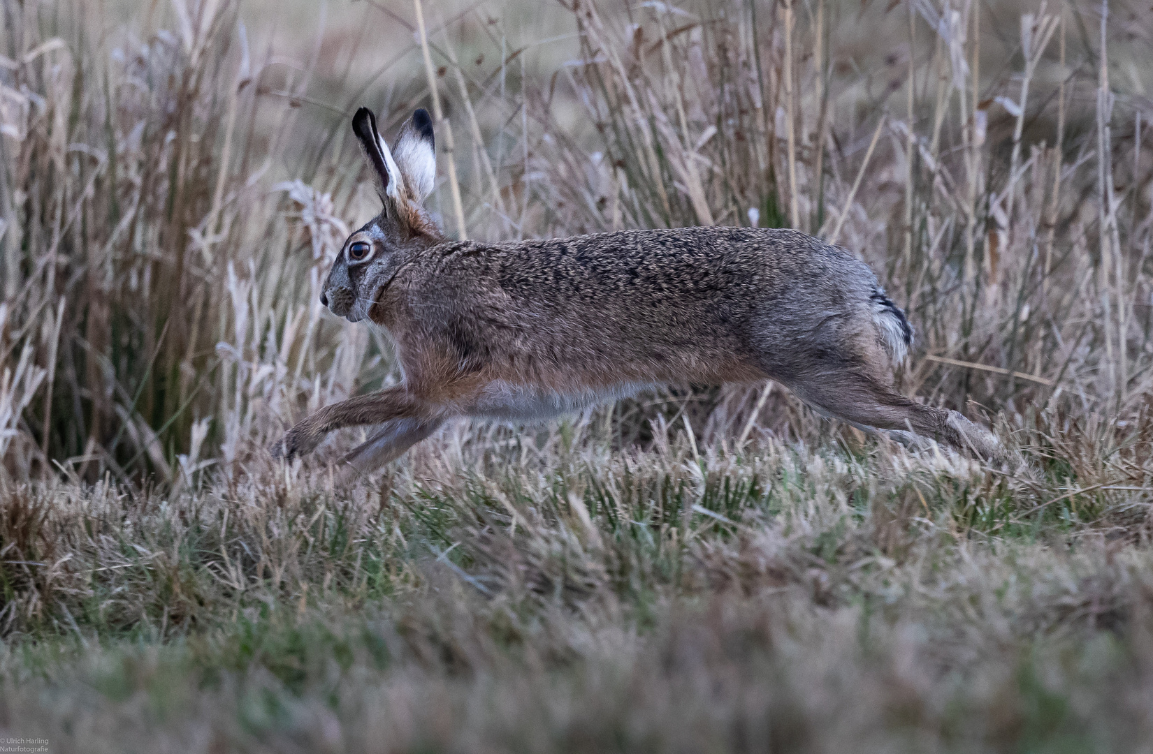 Hase flüchtig