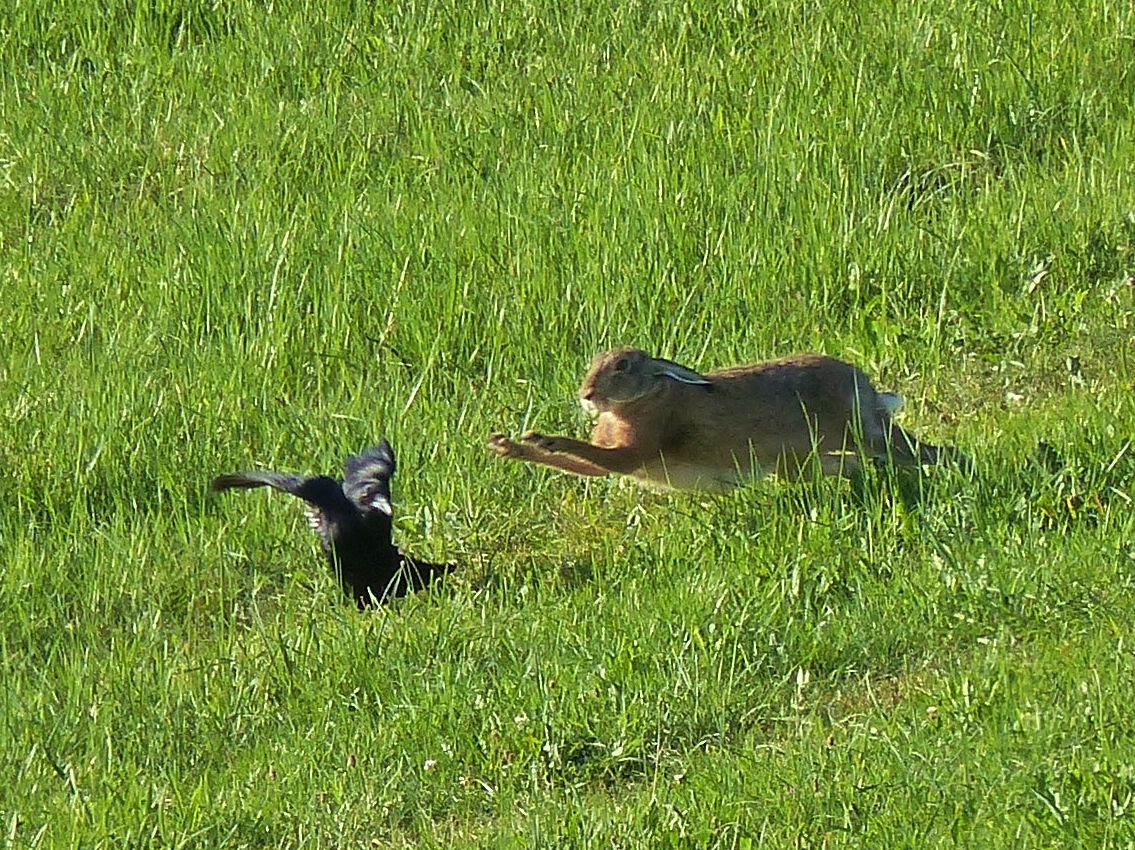 Hase greift Krähe an  