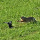 Hase greift Krähe an  