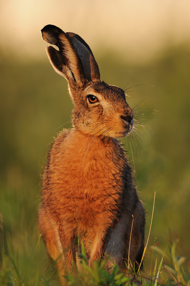 Hase - Häsin? Foto & Bild | tiere, wildlife, säugetiere Bilder auf