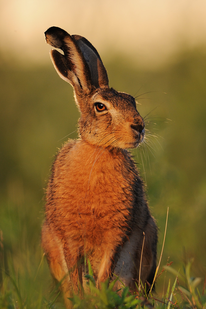 Hase - Häsin?