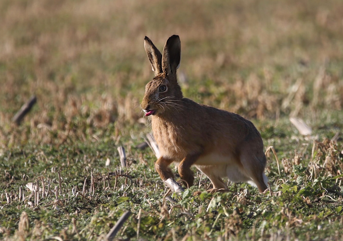 Hase hüpf 