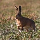 Hase hüpf 