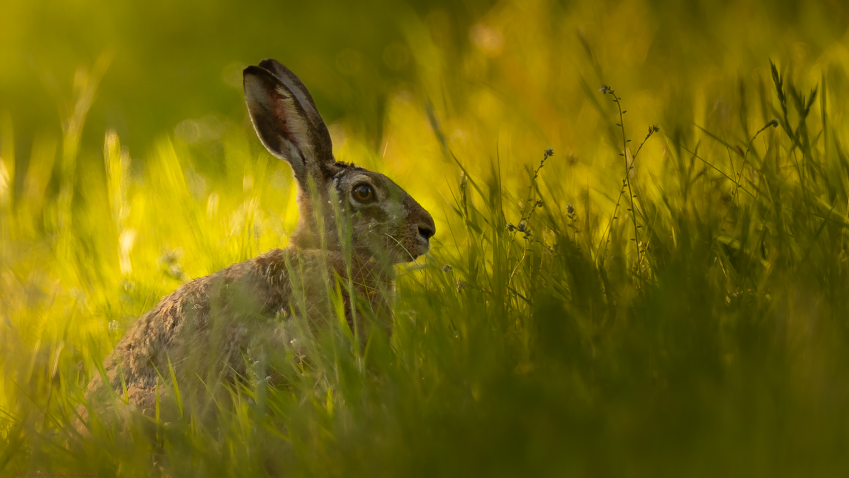 Hase im Abendlicht (1 von 1)