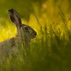 Hase im Abendlicht (1 von 1)