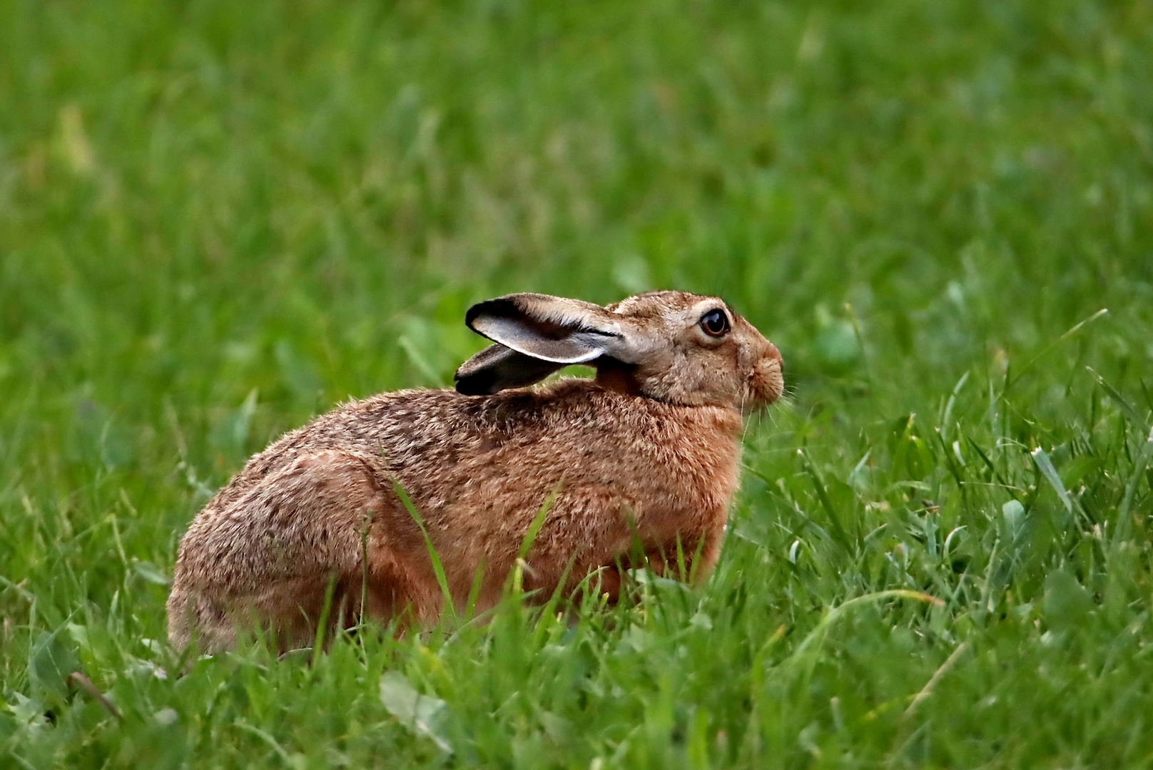 Hase im Abendlicht