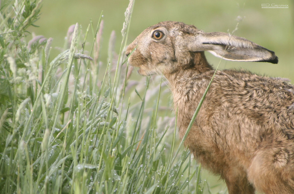 Hase im detail by Elmar Dienst