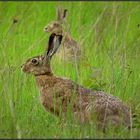 HASE im Doppelpack