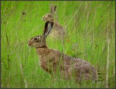 HASE im Doppelpack