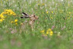 Hase im Feld