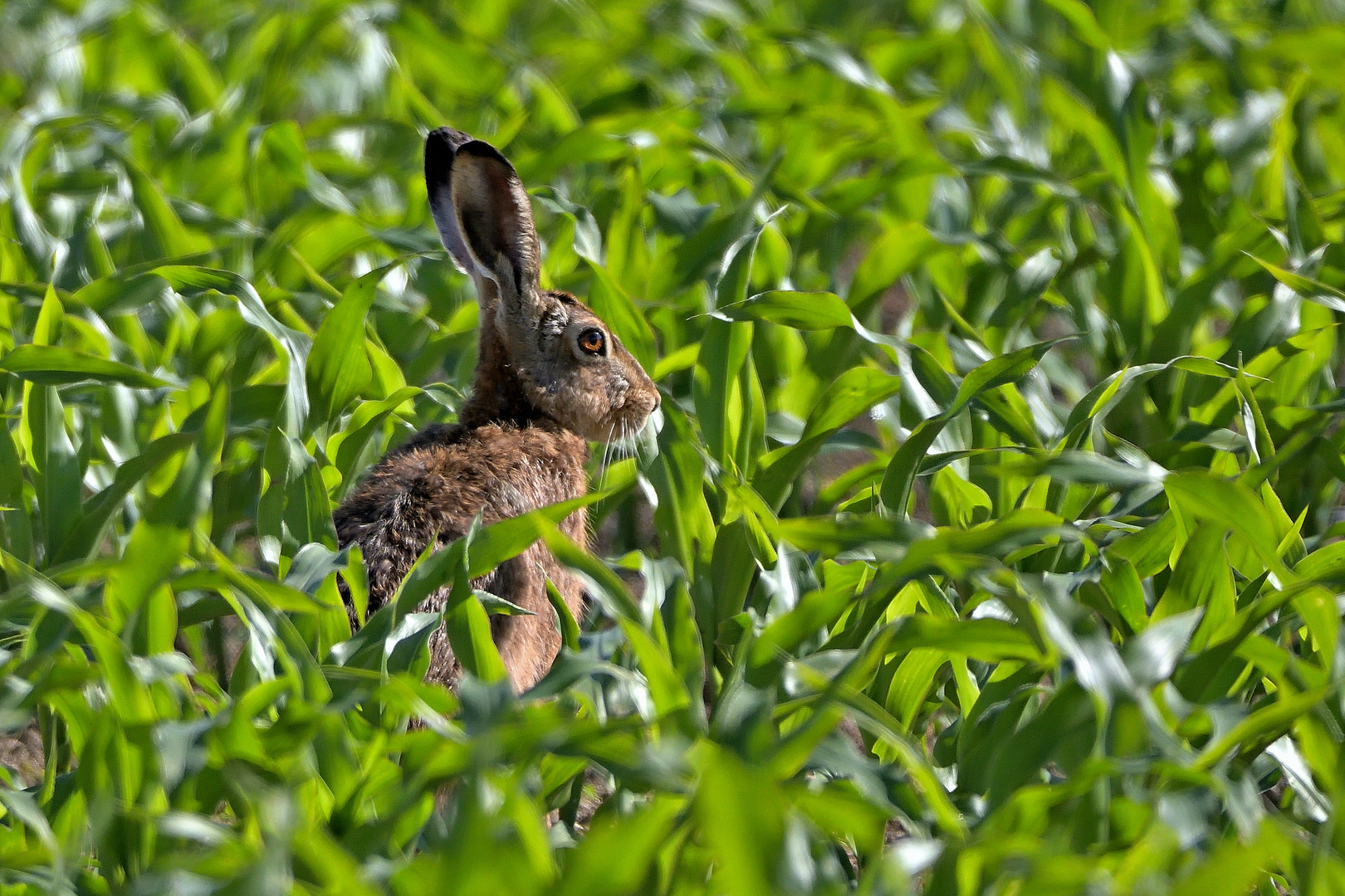 Hase im Feld