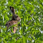 Hase im Feld