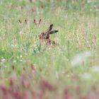 Hase im Feld 