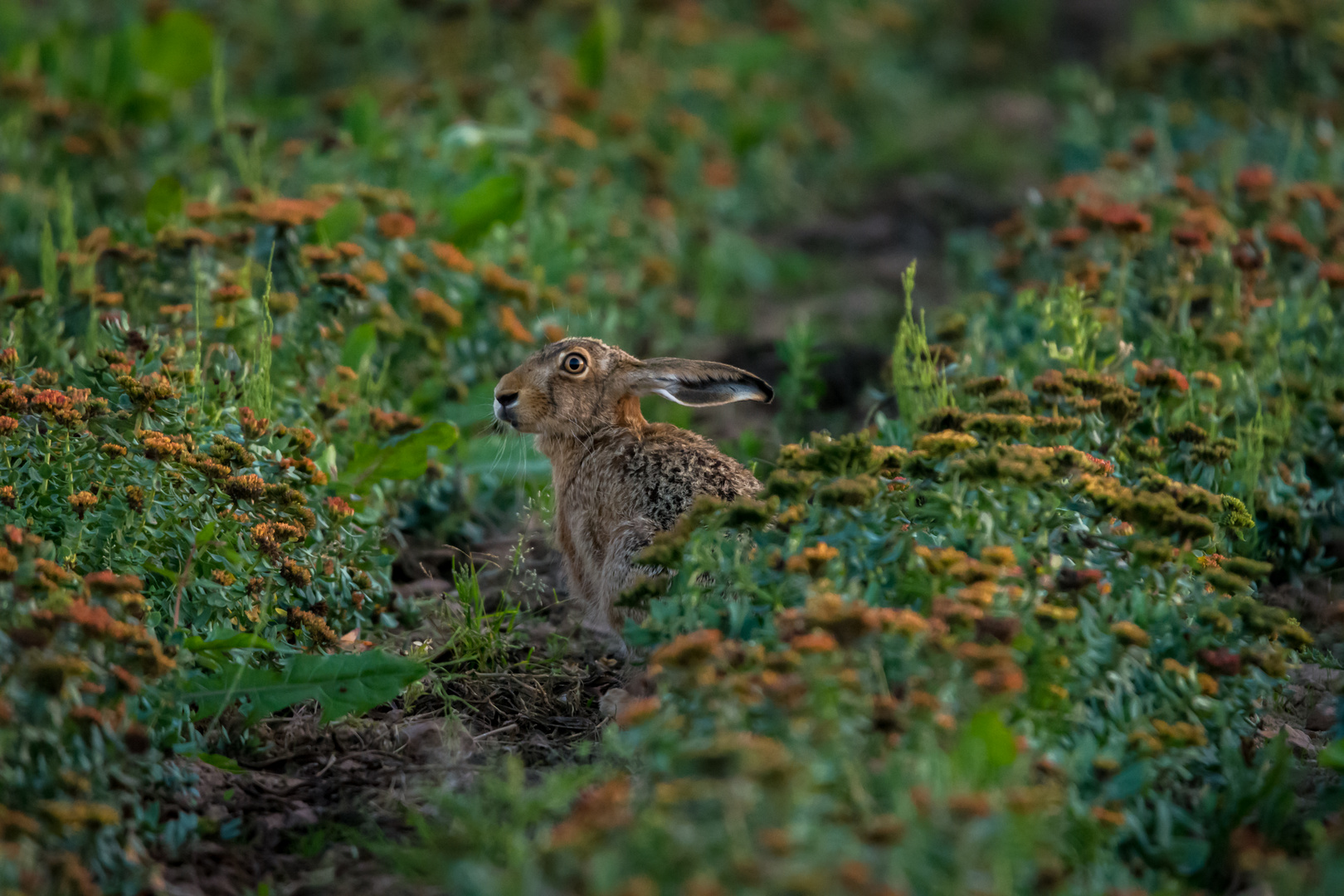 Hase im Feld