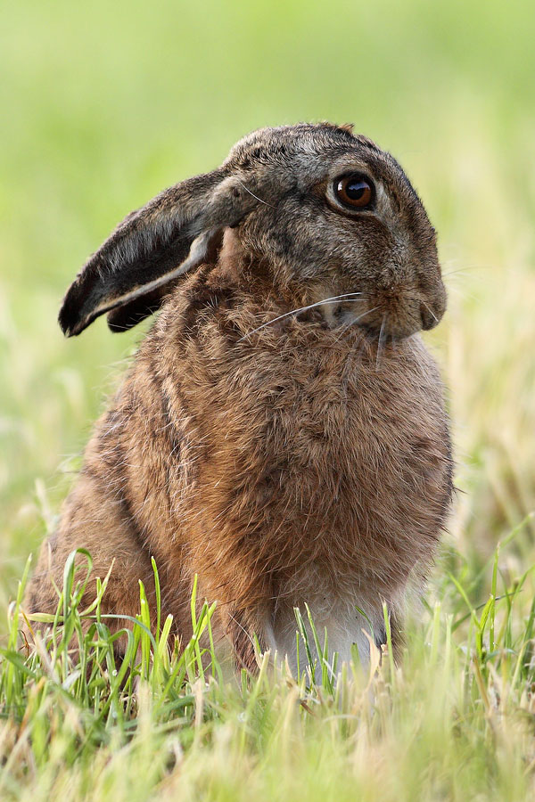 Hase im feuchten Gras