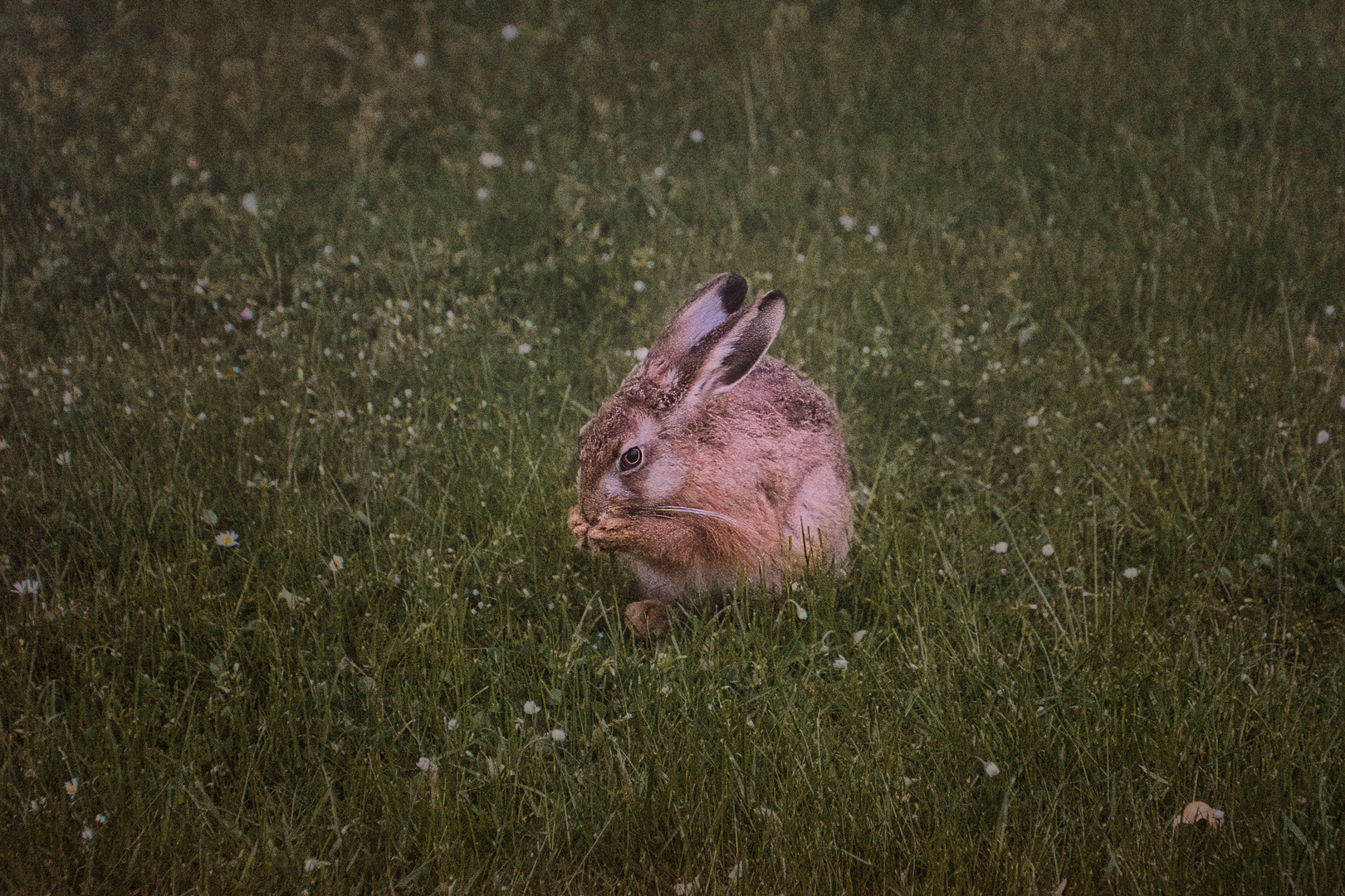 Hase im Garten