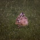 Hase im Garten