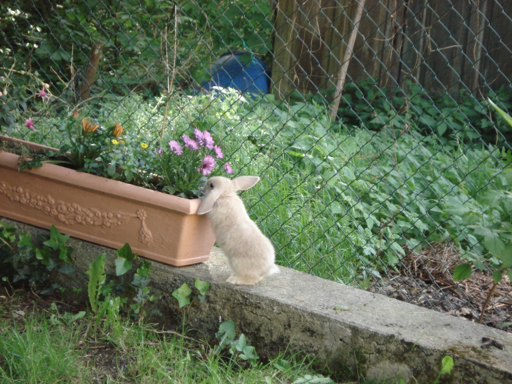 Hase Im Garten Foto Bild Tiere Haustiere Nagetiere