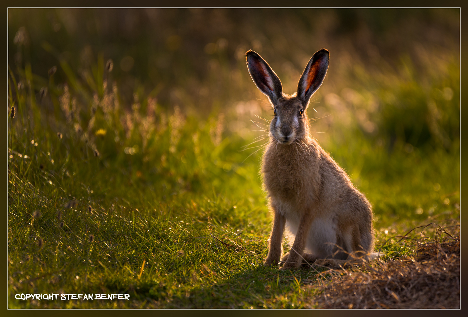 Hase im Gegenlicht