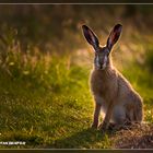 Hase im Gegenlicht