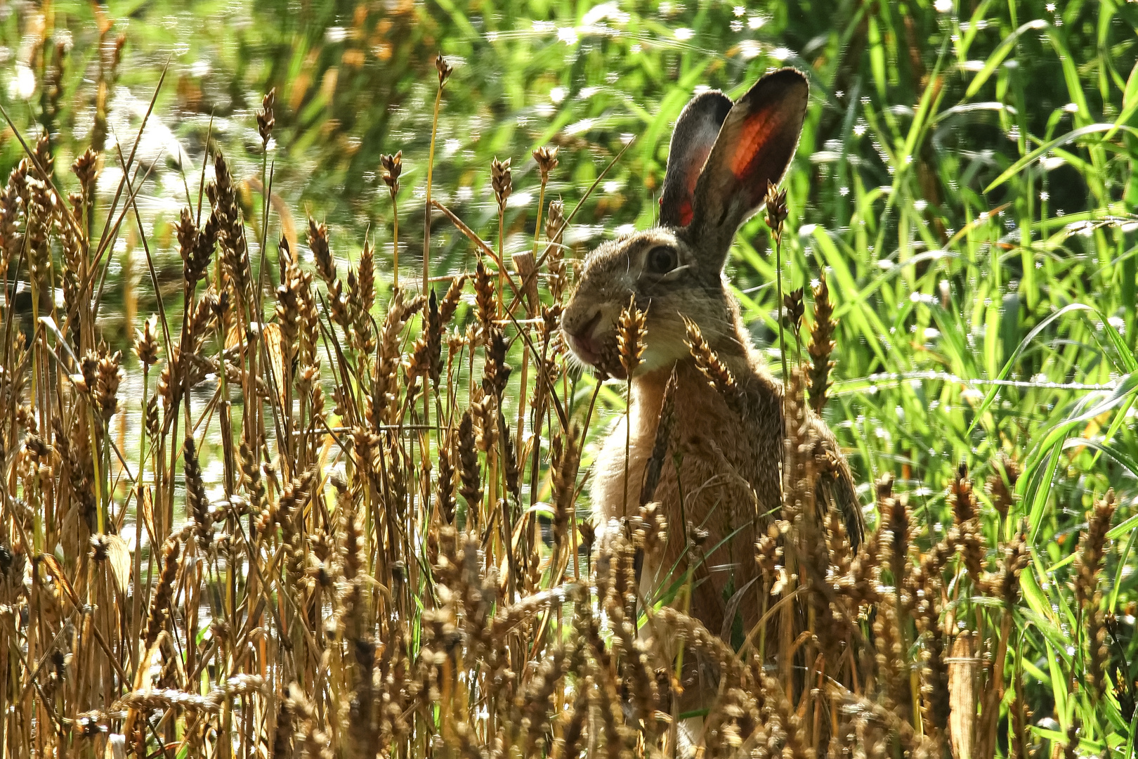 Hase im Gegenlicht