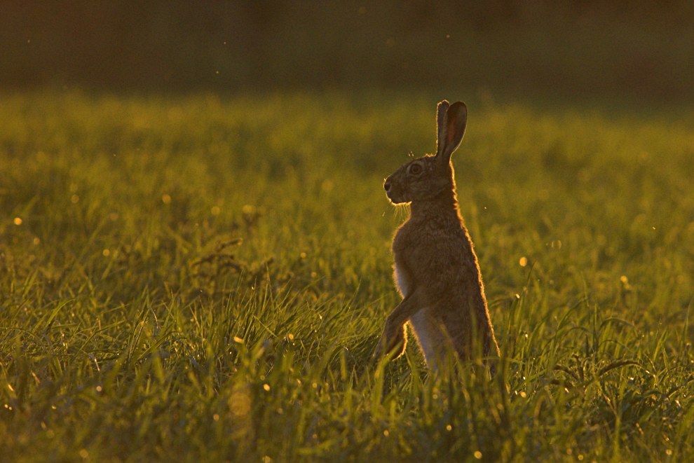 Hase im Gegenlicht